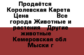 Продаётся!     Королевская Карета › Цена ­ 300 000 - Все города Животные и растения » Другие животные   . Кемеровская обл.,Мыски г.